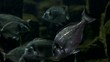 Fische