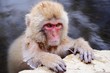 Japanese Snow Monkey