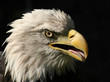 Portrait of An American Bald Eagle isolated on black