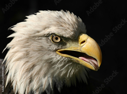 Photo: Portrait of An American Bald Eagle isolated on black Portrait of An American Bald Eagle isolated on black