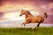 Beautiful red arabian horse running gallop
