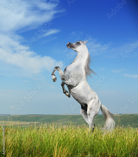 Photo: A grey arabian horse rearing A grey arabian horse rearing