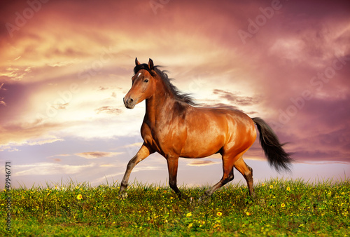Photo: Beautiful brown horse running trot Beautiful brown horse running trot