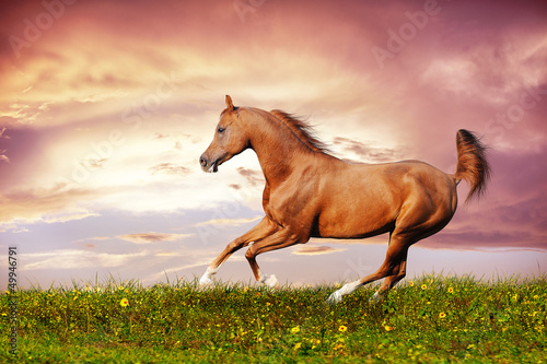 Photo: Beautiful red arabian horse running gallop Beautiful red arabian horse running gallop