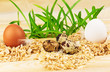 Three nests with fresh eggs