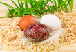 Three eggs in nest