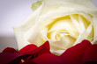 weiße rose mit roten rosenblättern