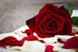 Photo: rote rose mit blütenblättern rote rose mit blütenblättern