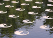 Yin Yang Gruppe im Wasser