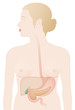 Frau mit Organen (Leber, Magen, Galle, Pankreas)