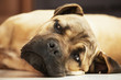 Brown cane corso dog puppy