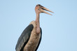 Foto: Marabu Marabu