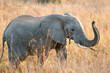 Foto: Elefant 1 Elefant 1
