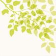 Branch with green leaves