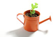 Young Plant in Watering Can