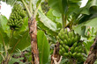 Kochbanane