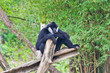 White handed Gibbon or Lar Gibbon