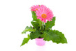 Pink Gerber flowers