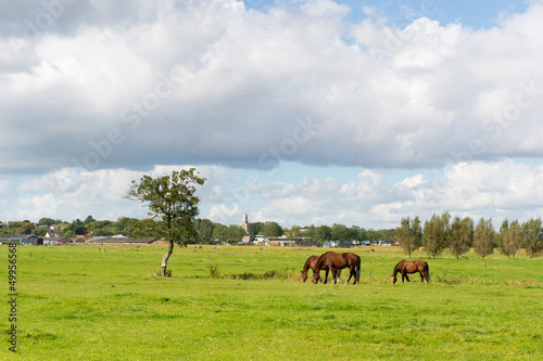 Photo: Dutch landscape with horses Dutch landscape with horses