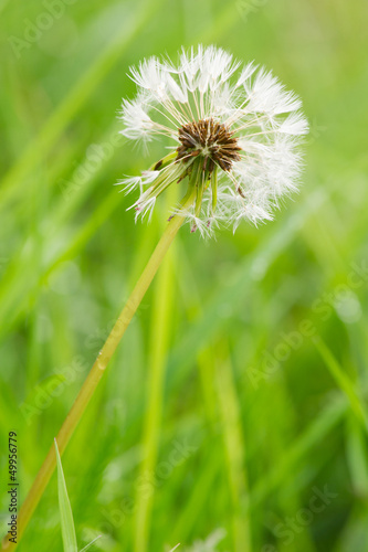 Photo: hawkbit in seed hawkbit in seed