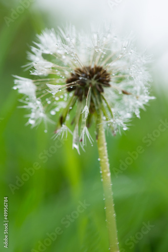 Photo: hawkbit in seed hawkbit in seed