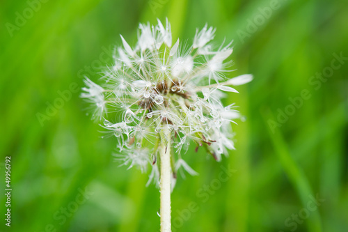 Photo: hawkbit in seed hawkbit in seed