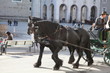 Hochzeitskutsche in Salzburg mit Rappen