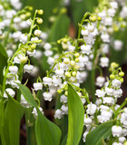 Lily of the valley.