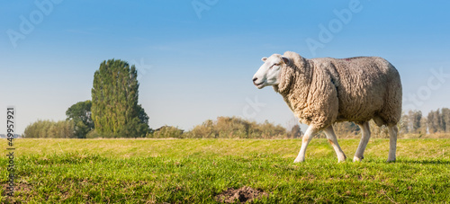 Photo: Male sheep looking around Male sheep looking around