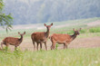 wildlife