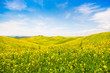 Field of flowers with blue sky and clouds, Tuscany, Italy