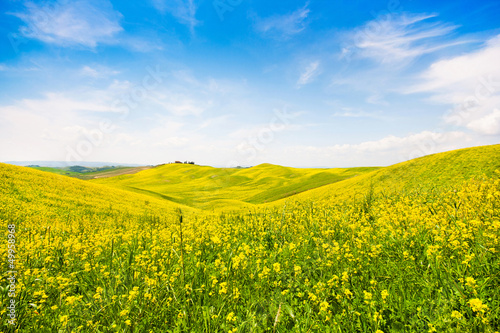 Photo: Field of flowers with blue sky and clouds, Tuscany, Italy Field of flowers with blue sky and clouds, Tuscany, Italy