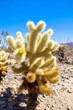 Cholla Cactus
