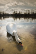 white swan floating on a surface of the lake