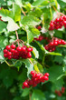 Grapes of viburnum