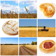 Photo: Harvest of wheat. Cereal concept Harvest of wheat. Cereal concept