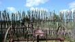 old corroded field harrow tool stand wooden fence