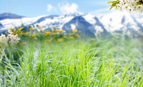 Photo: Frühlingswiese vor Alpenpanorama Frühlingswiese vor Alpenpanorama