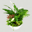 Group houseplants. Isolated on gray