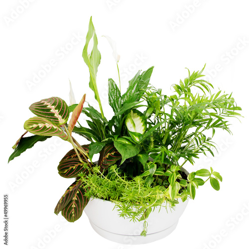 Photo: Group houseplants. Group houseplants.