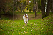 young merle Australian shepherd running in autumn