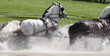 Gespann im Wasser