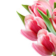 Pink Tulips Pink Tulips