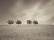 trees with blue sky and clouds 33, sepia