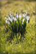 Snowdrops on a sunny day in Winter