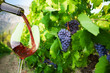 Filling The Glass With Finest ...