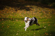 young merle Australian shepherd running in autumn