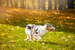 young merle Australian shepherd running in autumn