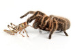 Foto: Vogelspinne und Heuschrecke Vogelspinne und Heuschrecke
