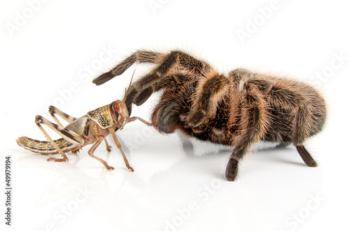 Photo: Vogelspinne und Heuschrecke Vogelspinne und Heuschrecke